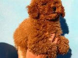 Minicik Toy Poodle Yavrular