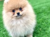 Minicik Pomeranian Boo Yavrular