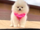 Pomeranian Boo Teddy Face Mini Dişi Yavrumuz