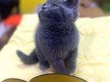 Show Kalitede British Shorthair Yavrularımız