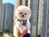 Pomeranian Boo Teddy Face Dişi Yavrumuz