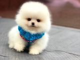 Pomeranian Boo Teddy Face Erkek Yavrumuz