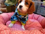 Irk Ve Sağlık Garantili Cavalier King Charles Yavruları