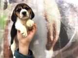 Beagle Yavrularimiz