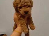 Toy Poodle Yavrularimiz