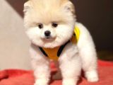 Pomeranian Boo Teddy Face Erkek Yavrumuz