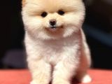 Pomeranian Boo Teddy Face Dişi Yavrumuz