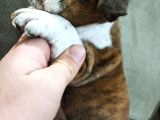 75 Günlük Dişi İngiliz Bulldog