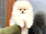 Pomeranian Boo Teddy Face Dişi Mini Yavrumuz