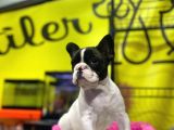 Sıfır Kafa Sıfır Burun Mükemmel Anatomide Fransız Bulldog