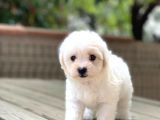 Irk Ve Saglık Garantili Maltese Terrier Yavrularımız
