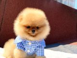 Pomerian Boo