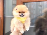 Pomeranian Boo Teddy Face Erkek Yavrumuz