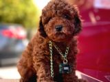 Red Brown Toy Poodle