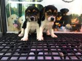 Mükemmel Beagle Yavruları