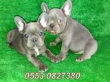 Mavi̇ Blue Quad French Bulldog Yavrular İzmi̇r