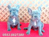 Egzoti̇k Blue French Bulldog Quad Yavrular