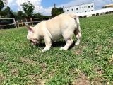 Lilac Platinium Exotic Show Kalite Erkek 3 Aylık French Bulldog