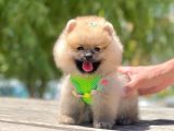 Secereli A Kalite Pomeranian Boo
