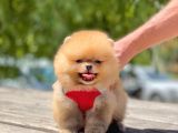 Erkek Pomeranian Boo