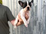 Erkek Dişi Uygun Fiyatlı French Bulldog Yavruları