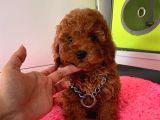 Red Brown Toy Poodle