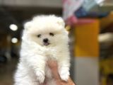 Sıfır Burun Teddy Face Mükemmel Kalite Pomeranian Boo
