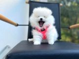 Mükemmel Kalite Teddy Face Pomeranian Boo