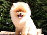 Tıraşlı Pomeranian Boo Erkek Yavrumuz
