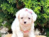 Sevimli Maltese Terrier