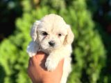 Maltese Terrier Bebeklerim