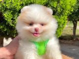 Pofuduk Tüylü Teddy Bear Safkan Pomeranian Boo
