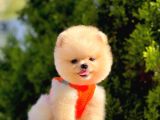 Safkan Teddy Bear Pomeranian Boo Yavrularımız