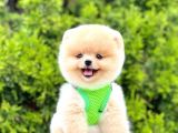 Teddy Bear Safkan Sevimli Pofuduk Tüylü Pomeranian Boo