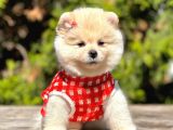 Aa Show Kalite aşıları Tam Sevimli Pofuduk Tüylü Pomeranian Boo