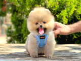 Teddy bear ayı surat safkan aşıları tam pomeranian boo