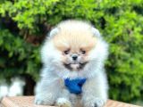 Teddy Bear Safkan Sevimli Pomeranian Boo