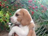 A Kali̇te Saf Kan Beagle Bebekleri̇mi̇z