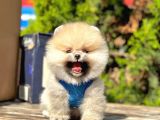 Show Kalite Teddy Face Erkek Dişi Pomeranian Boo