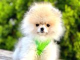 Teddy Bear Safkan Sevimli Pomeranian Boo