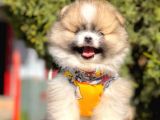 Teddy Bear Safkan Sevimli Pomeranian Boo