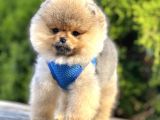 Teddy Bear Ayıcık Surat Pofuduk Tüylü Pomeranian Boo