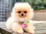 Mükemmel Kalitede Pomeranian Boo