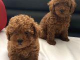 Red Toy Poodle Yavrular
