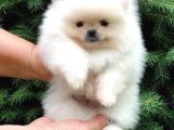 Teddy Bear Pomeranian Irk Garantili %100 Ayı Surat
