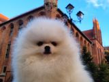Ayı Surat Teddy Bear Pomeranian Boo  Orjinal Garantili