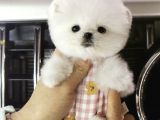 Teddy Bear Pomeranian Boo Ayı Surat