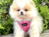 Teddy Bear Safkan Sevimli Pomeranian Boo aşıları Tam