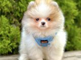 Teddy Bear Safkan Sevimli Pofuduk Tüylü Pomeranian Boo