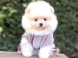 Orjinal Pomeranian Boo Yavrularımız